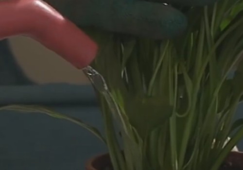 白掌如何养护才能开花