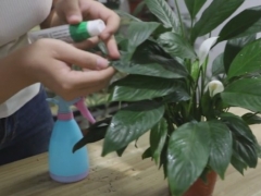 怎样让白掌既长叶又开花