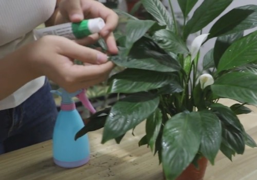 怎样让白掌既长叶又开花