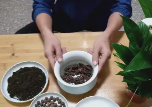 白掌买回来可以换盆吗2