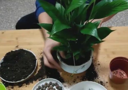 白掌买回来可以换盆吗3