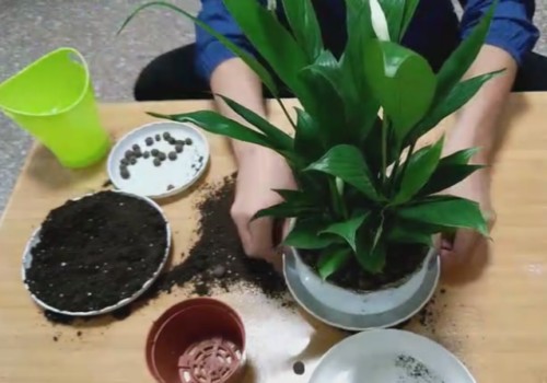 白掌买回来可以换盆吗1