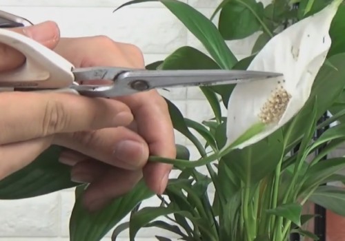 白掌花朵上长小黑斑怎么办
