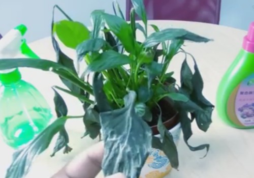 白掌叶子枯萎还能活吗
