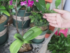 蝴蝶兰折断了长势不好怎么办