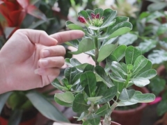沙漠玫瑰养护技巧