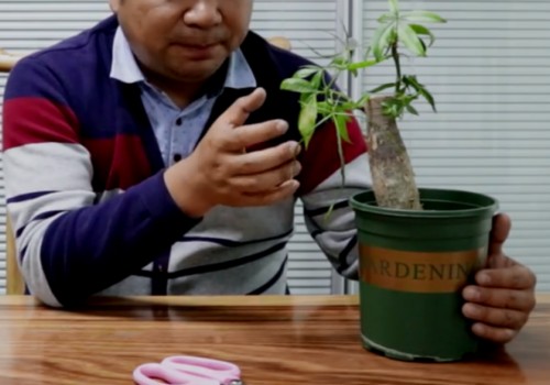 市场买的盆栽发财树如何养护