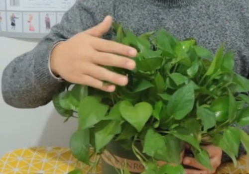 绿萝冬季养护方法