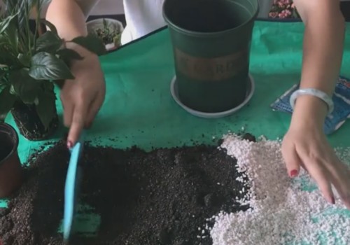 白掌换盆有哪些注意事项或技巧