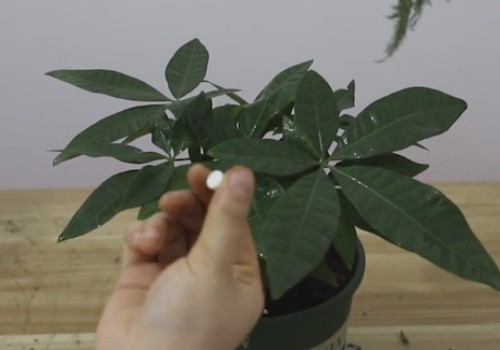 发财树怎么越冬-包过冬的养护方法