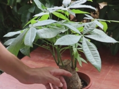 如何防止发财树烂根