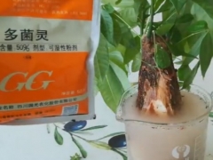 发财树生病怎么处理