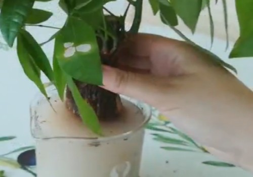 发财树生病怎么处理2