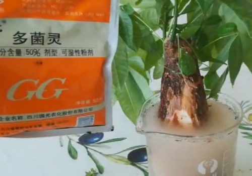 发财树生病对应图片