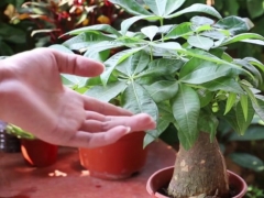 发财树叶子上有锈斑怎么办