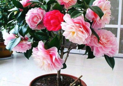 茶花怎么养才开花