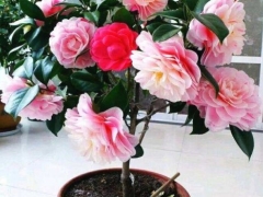 茶花怎么养才开花