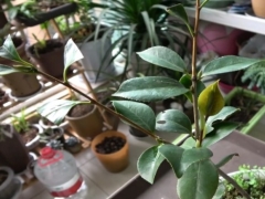 养好茶花的注意事项