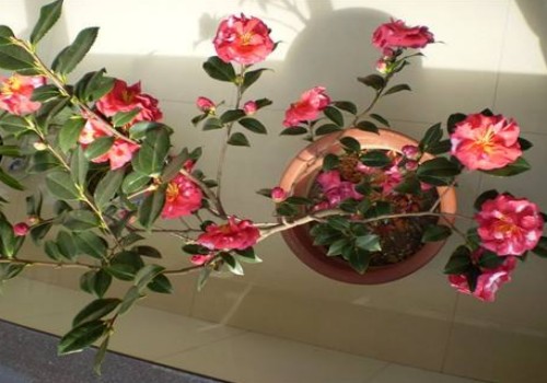 茶花对光照的要求