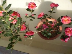 茶花对光照的要求