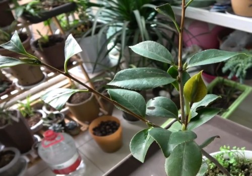 养好茶花的注意事项