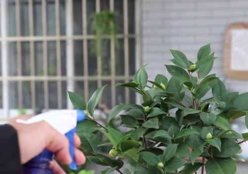 茶花怎么管理才能越冬