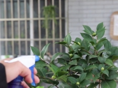 茶花怎么管理才能越冬