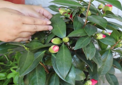 茶花花蕾期间怎么养护
