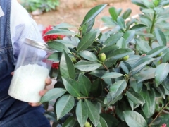 冬季茶花的养殖方法