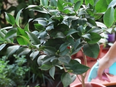 茶花怎么才能开花大 花色艳