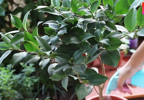 茶花怎么才能开花大 花色艳