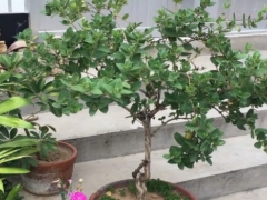 盆栽金银花怎样过冬