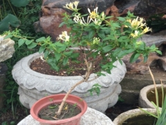 金银花怎么养护