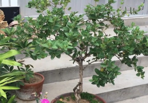 盆栽金银花怎样过冬
