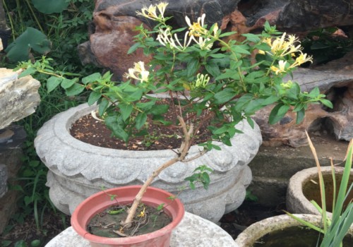 金银花怎么养护