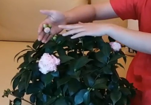 刚买来带花苞的茶花怎样养护管理