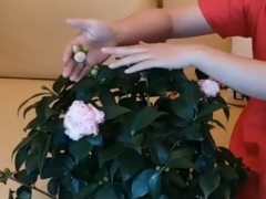 刚买来带花苞的茶花怎样养护管理