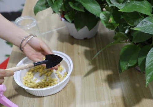绿萝用黄豆怎么养1