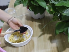 绿萝用黄豆怎么养