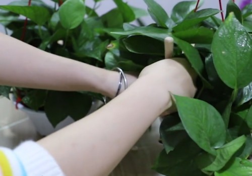 绿萝用黄豆怎么养2