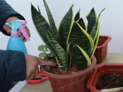 虎皮兰怎么养长得好