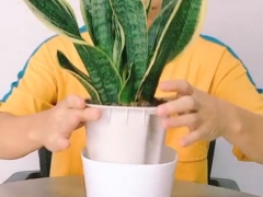 懒人盆虎皮兰怎么养