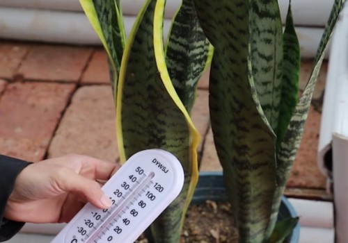 怎么让虎皮兰安全越冬