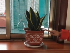 虎皮兰出现烂根黄叶怎么回事