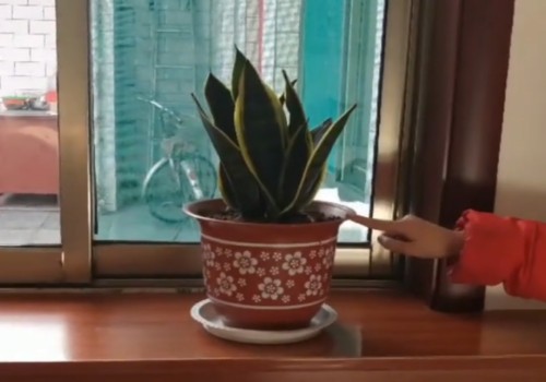 虎皮兰出现烂根黄叶怎么回事
