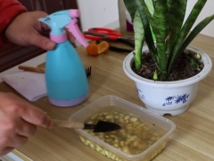 冬季虎皮兰生长缓慢怎么办