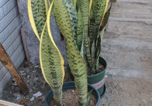 怎样促使虎皮兰长侧芽