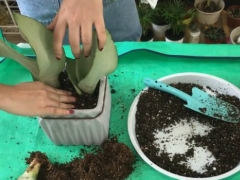 虎皮兰的正确换盆方法