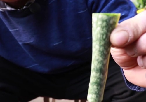 冬天虎皮兰烂根后怎么处理4
