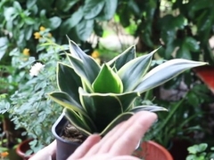 虎皮兰怎么养才会茂盛